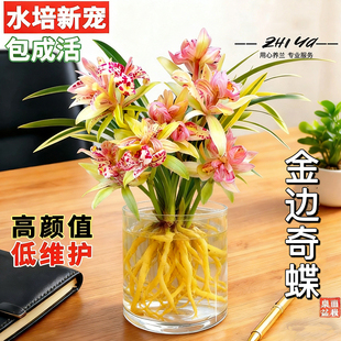 水培金边兰花苗金枝玉叶 室内办公室小盆栽绿植花卉好养四季兰花