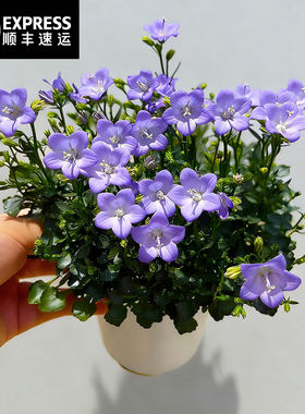 意大利风铃草盆栽带花苞阳台庭院风铃花欢乐钟声四季花蓝色花好养