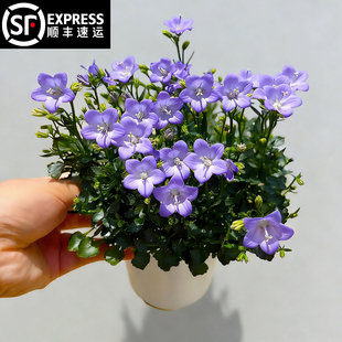 意大利风铃草盆栽带花苞阳台庭院风铃花欢乐钟声四季花蓝色花好养