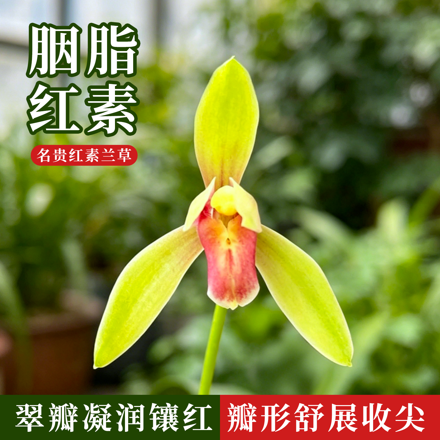 建兰名品胭脂红素兰花苗好养易活
