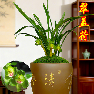 春兰翠盖荷兰花盆栽现带花苞精品名贵兰花苗室内外浓香绿植花卉