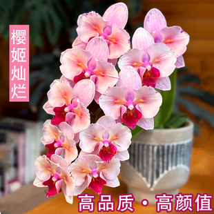 香韵兰花基地蝴蝶兰盆栽带花好养活兰花苗年宵花植物室内花