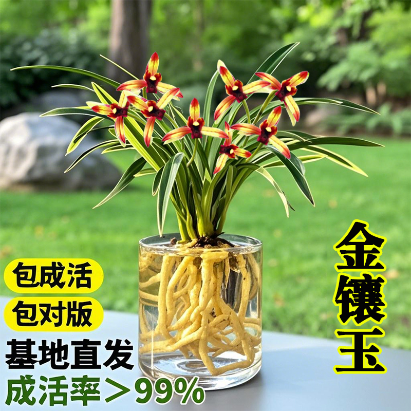 水培香水金镶玉兰花盆栽