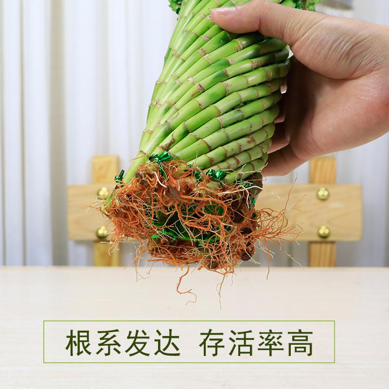 富贵竹编织造型转运竹荷花竹水培植物办公室内客厅竹子创意盆栽