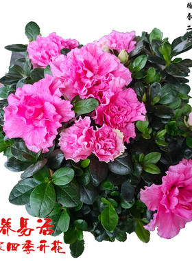 紫色杜鹃花苗绿色光辉盆栽水粉桃雪四季常开喷砂世纪曙光带花苞