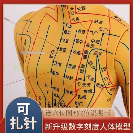 50 60CM刻字男女人体模型 人体经络中J医铜人针灸穴位模型 超清晰