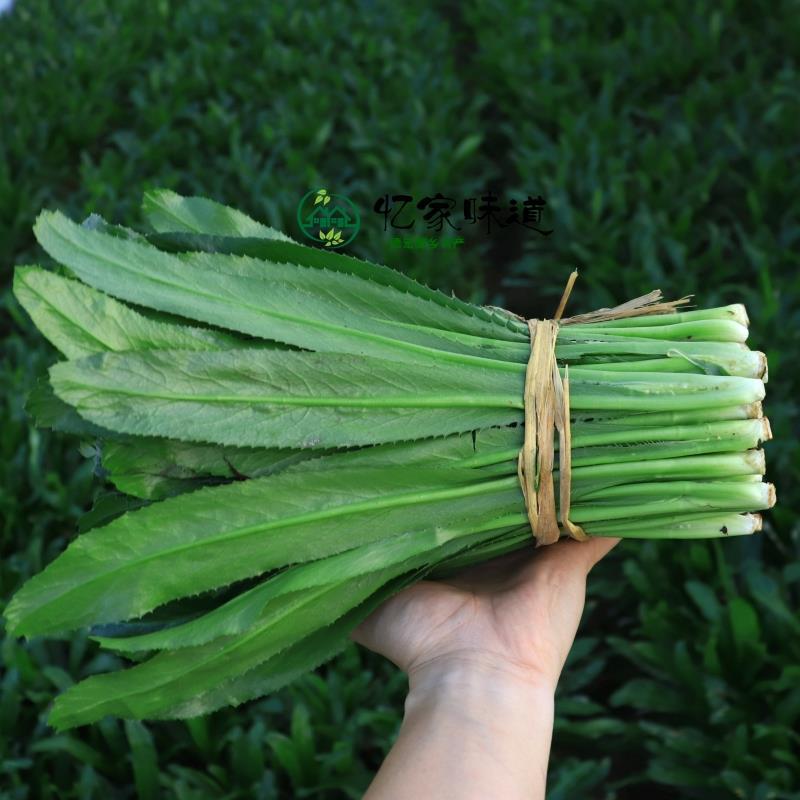 云南香菜新鲜刺芫荽刺芹老