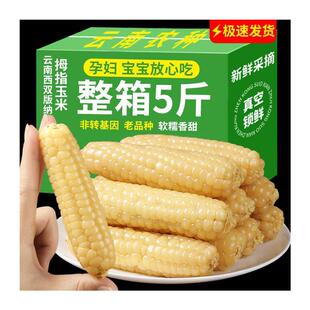 拇指玉米婴儿西双版纳手指小拇指香糯小玉米云南宝宝姆母指版纳糯