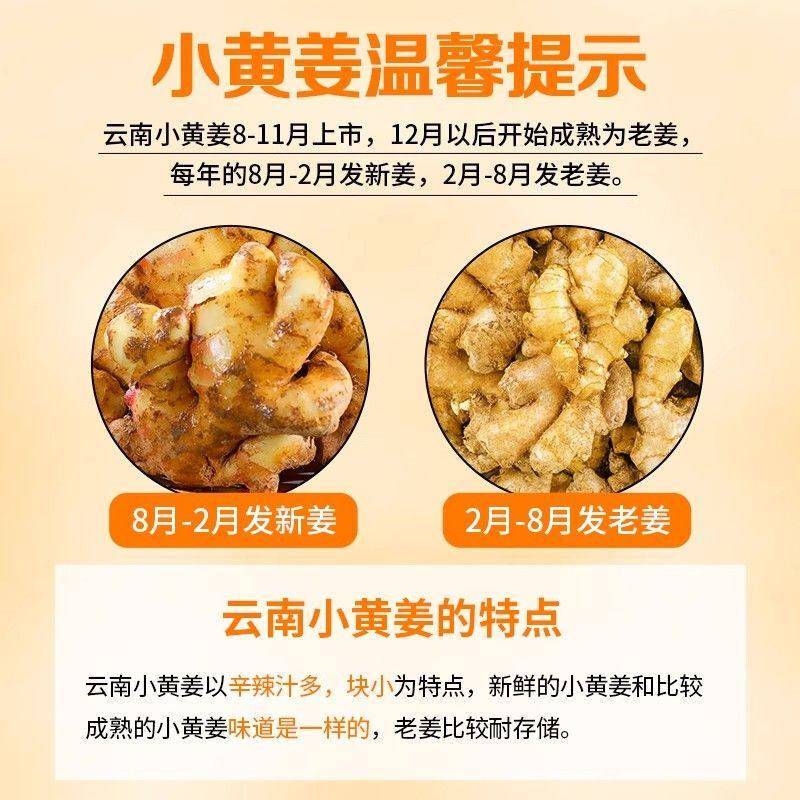 正宗云南小黄姜农家一级老姜高山特产新鲜辛辣大块生姜原汁旗舰店