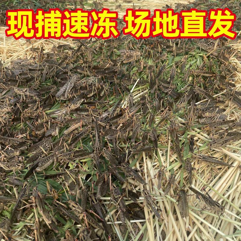 新品蚂蚱新鲜活体速冻蚂蚱油炸即食虫子美食烧烤昆虫美食蚱蜢蝗虫