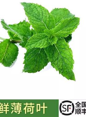 新鲜薄荷叶500g食用薄荷烘焙调酒茶饮装饰用莫吉托香料包邮