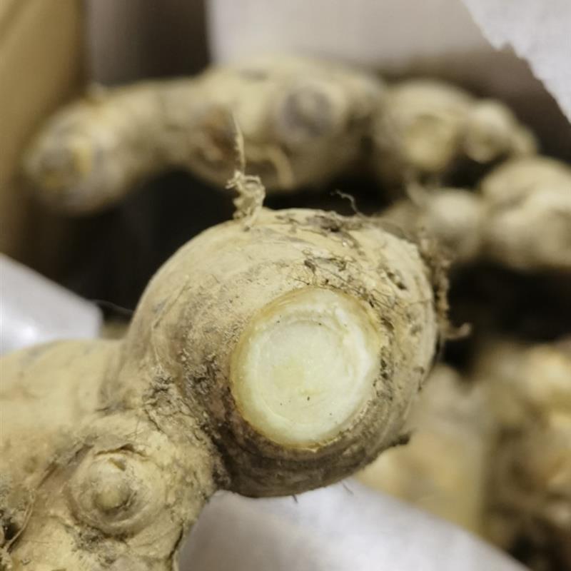 粉姜无渣猪脚姜广东高明大肉姜新鲜带泥发货包邮