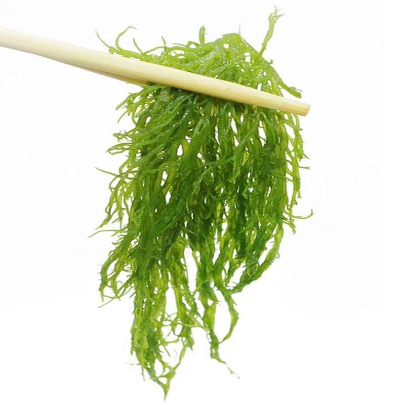 新品龙须菜新鲜海菜凉拌龙须菜海藻火锅凉拌菜龙须草鹿角菜
