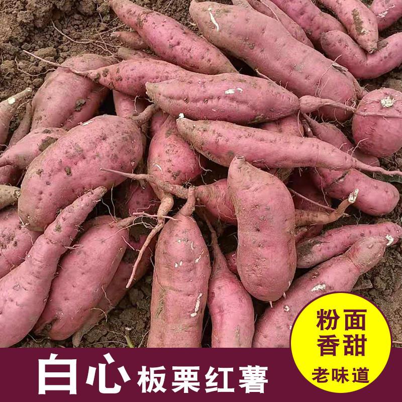 安徽泗县白心红薯商薯19物