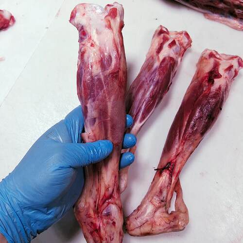 新品新鲜现剔小羊腿生羊腿羊腿肉整根切块带骨原切羊后腿烧烤生鲜