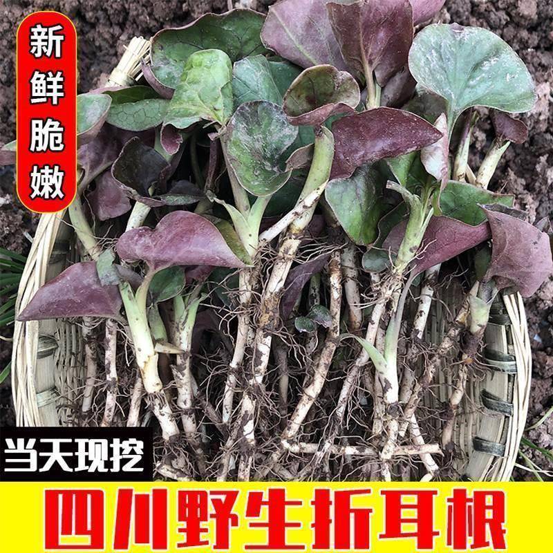 四川宜宾特产农家新鲜折耳根嫩叶连根贵州云南野菜蔬菜现挖鱼腥草