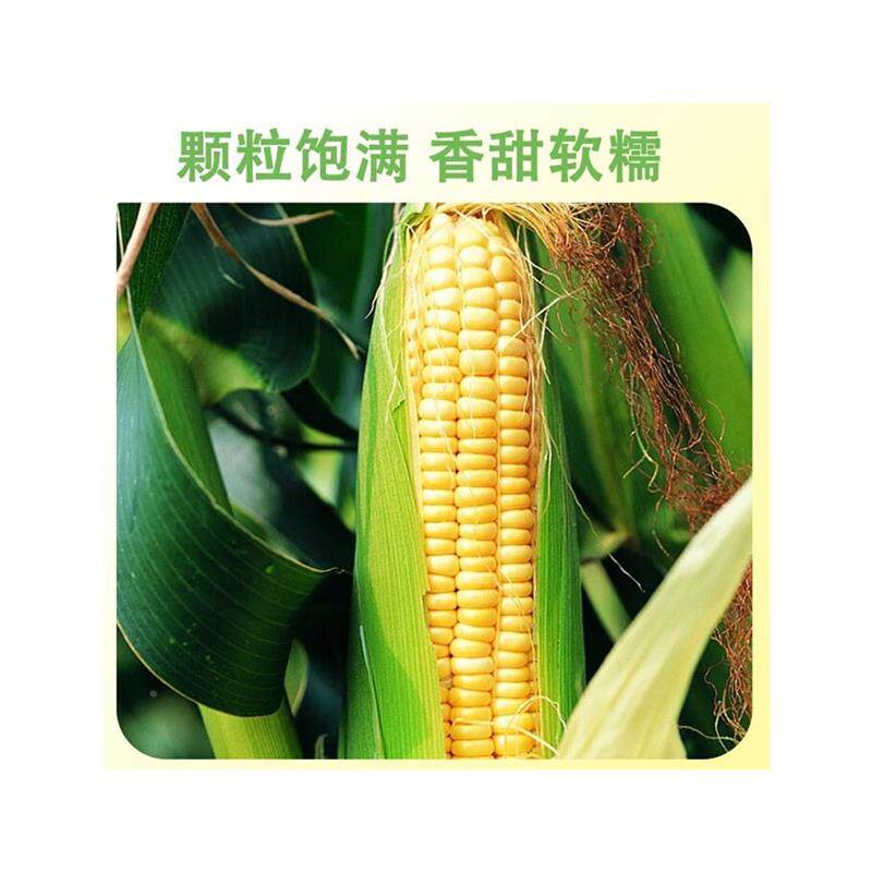 美国厨师玉米粒罐头香甜家