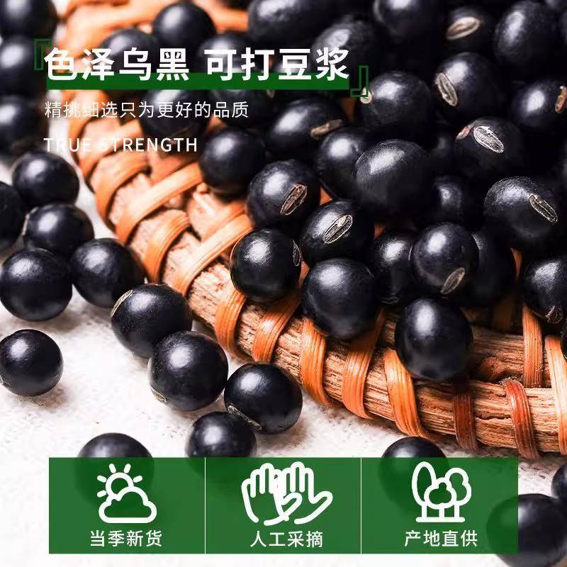 新品东北黄芯黑豆5斤装新货黄仁打豆浆专用发豆芽五谷杂粮农家黑