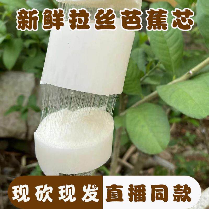 现摘现发天然野生芭蕉杆啦丝芭蕉心香蕉杆茎心蕉茎干心吃播专用