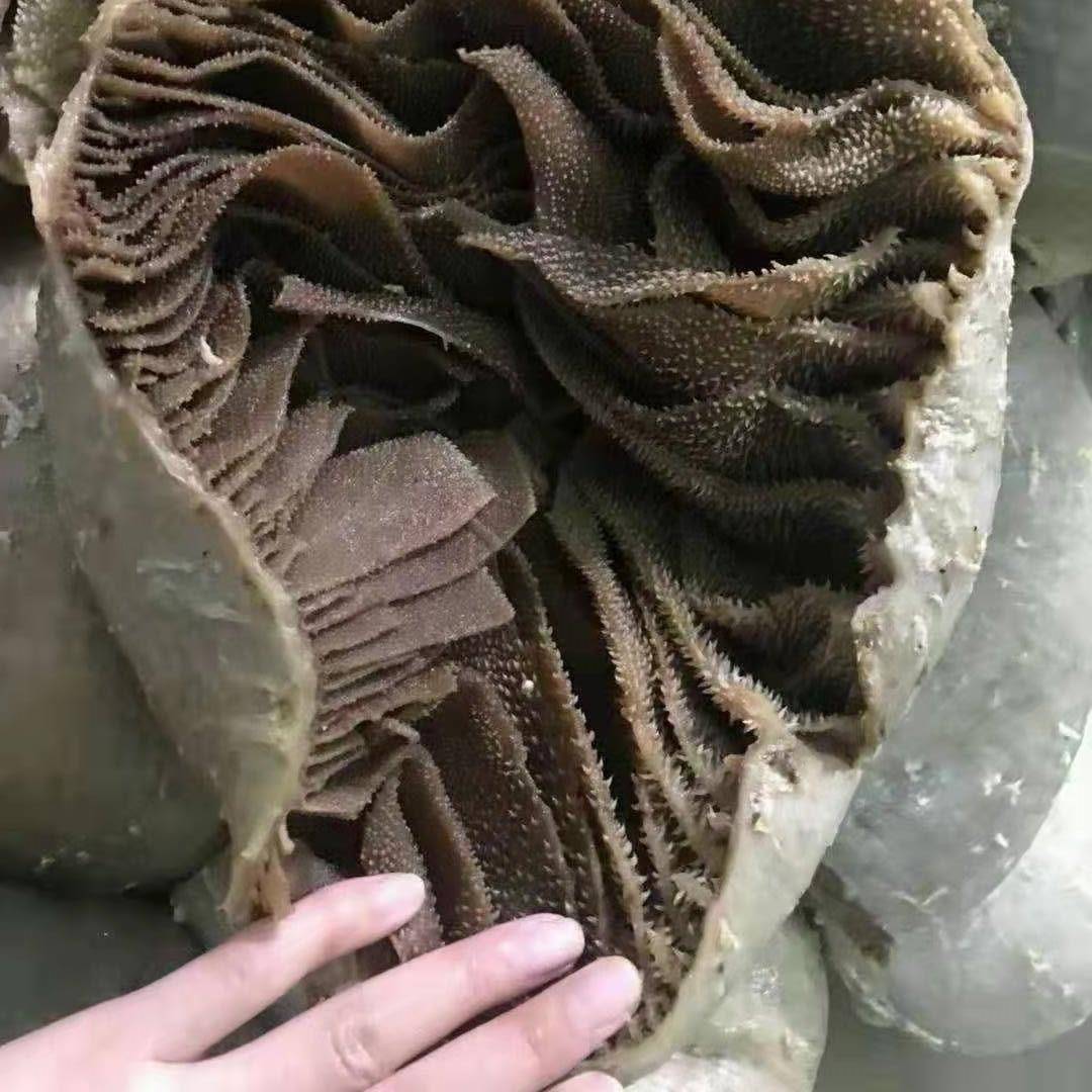新品整个毛肚火锅新鲜牛肚包邮带底板黑毛肚牛百叶千层肚商用火锅