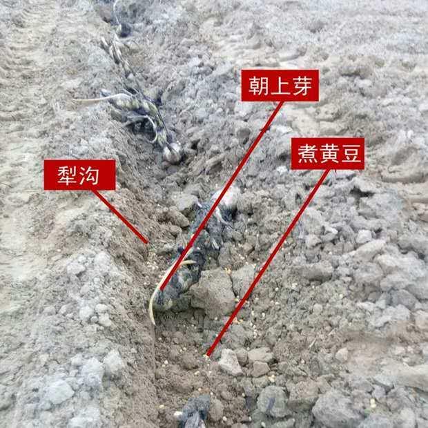 山东新鲜藕结莲藕老藕结藕结巴1.5斤包邮新鲜营养价值高新鲜藕头