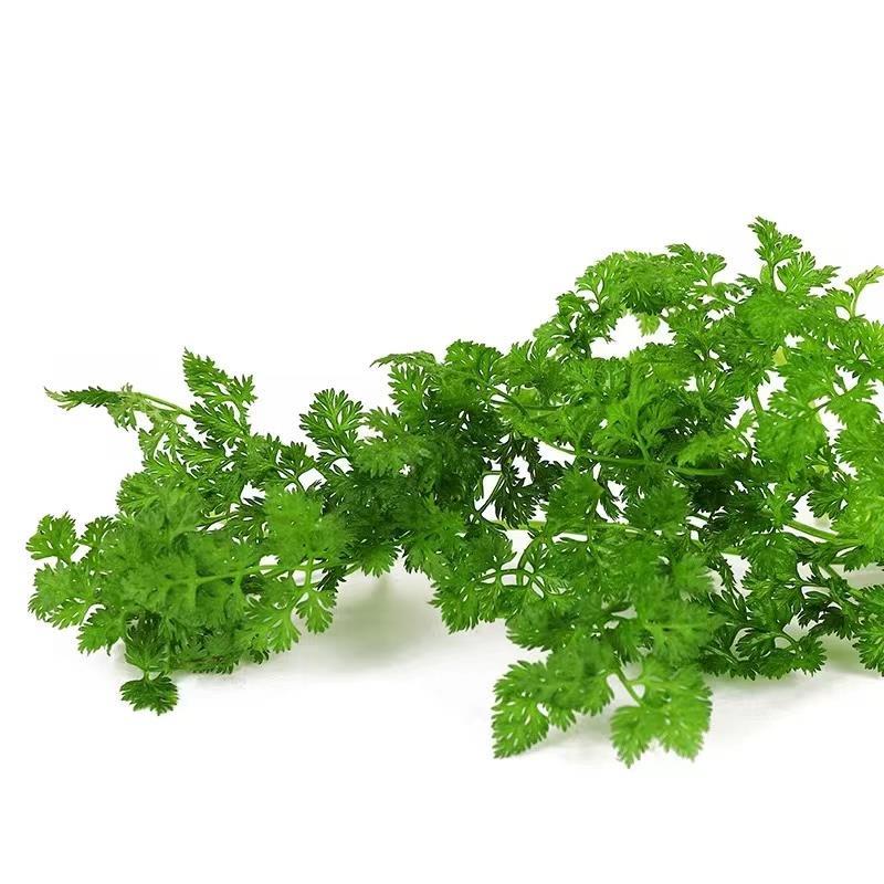 新鲜细叶芹 100g 西餐摆盘食用香叶芹有喙欧芹新鲜香料食用香叶芹