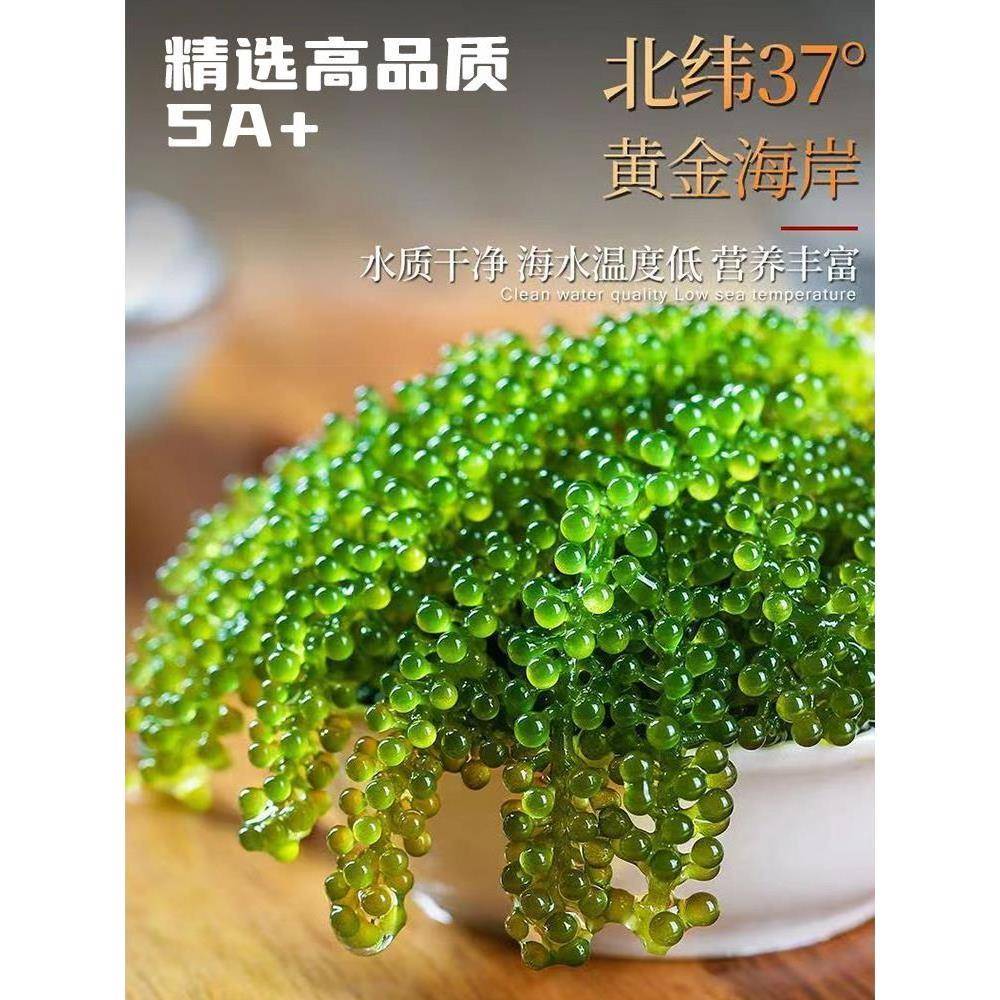儿童海葡萄即食小孩吃的健康零食新鲜商用凉拌菜干货海带海草海藻