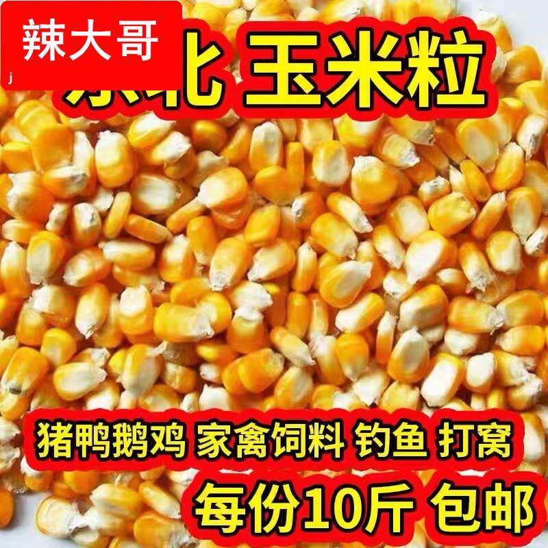 24年新东北大玉米粒10斤喂