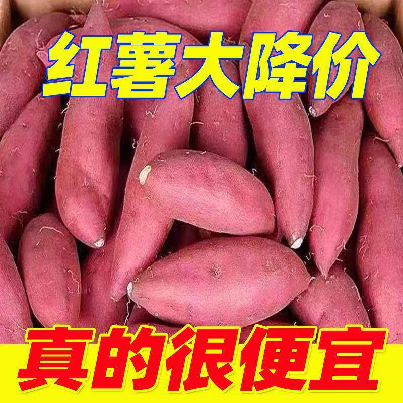 5斤特价】现挖新鲜沙地红薯黄心板粟烤地瓜番薯农家自种蜜薯整箱
