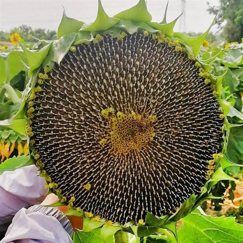向日葵花盘葵花籽盘太阳花新货整个葵花饼带盘中药材食用湿瓜子