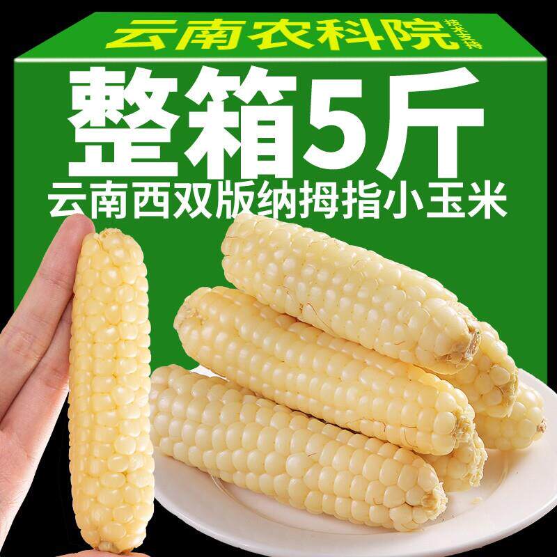 5斤云南西双版纳拇指小玉