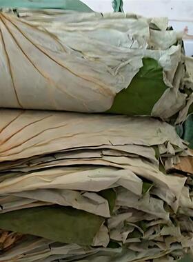 整张荷叶大张江西整张天然干荷叶包饭叫花鸡糯米鸡价菏叶茶