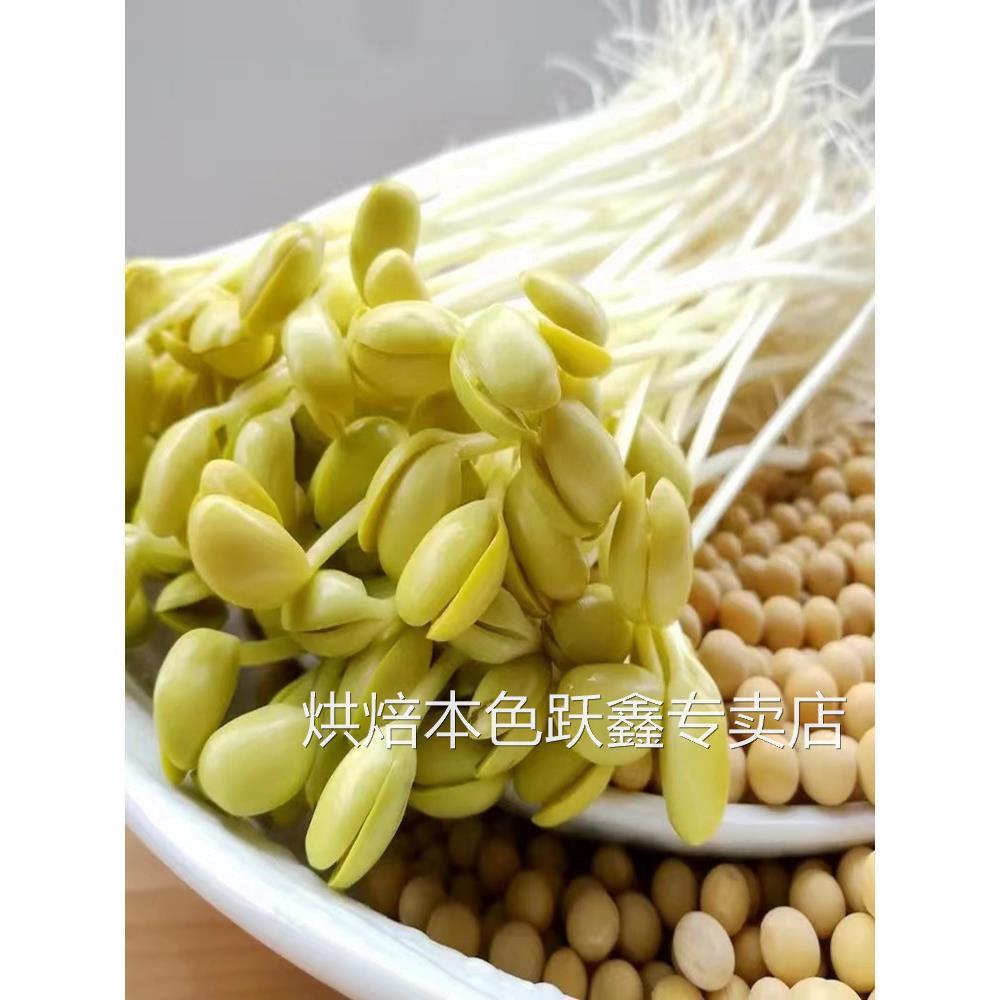 小粒黄豆690发豆芽专用纳豆生豆芽豆农家非转基因珍珠粒小金黄豆