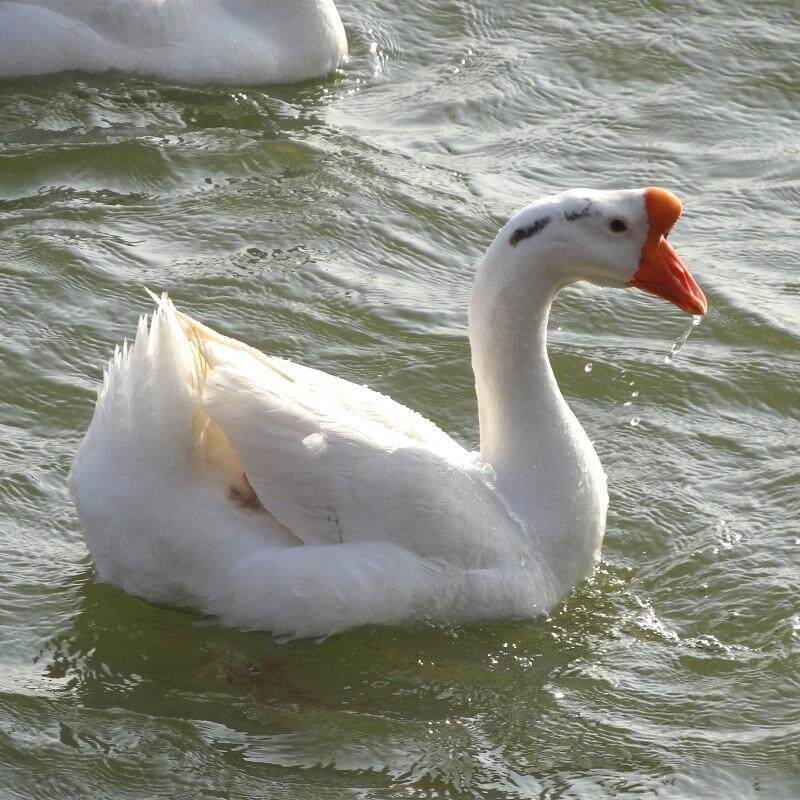 极速2年老鹅 农场散养老鹅土鹅肉大白鹅 整只现杀冷冻新鲜 铁锅炖