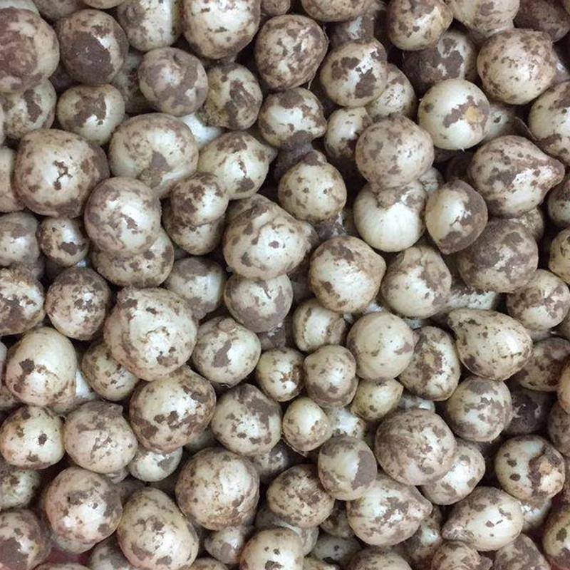 新鲜苦藠小根蒜团葱苦芥苦叫小蒜头四川茭头野葱头薤白500g包邮