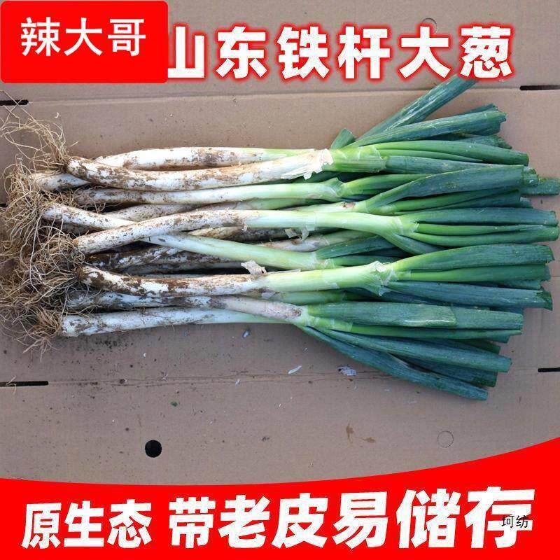 山东大葱新鲜甜葱级5/9斤