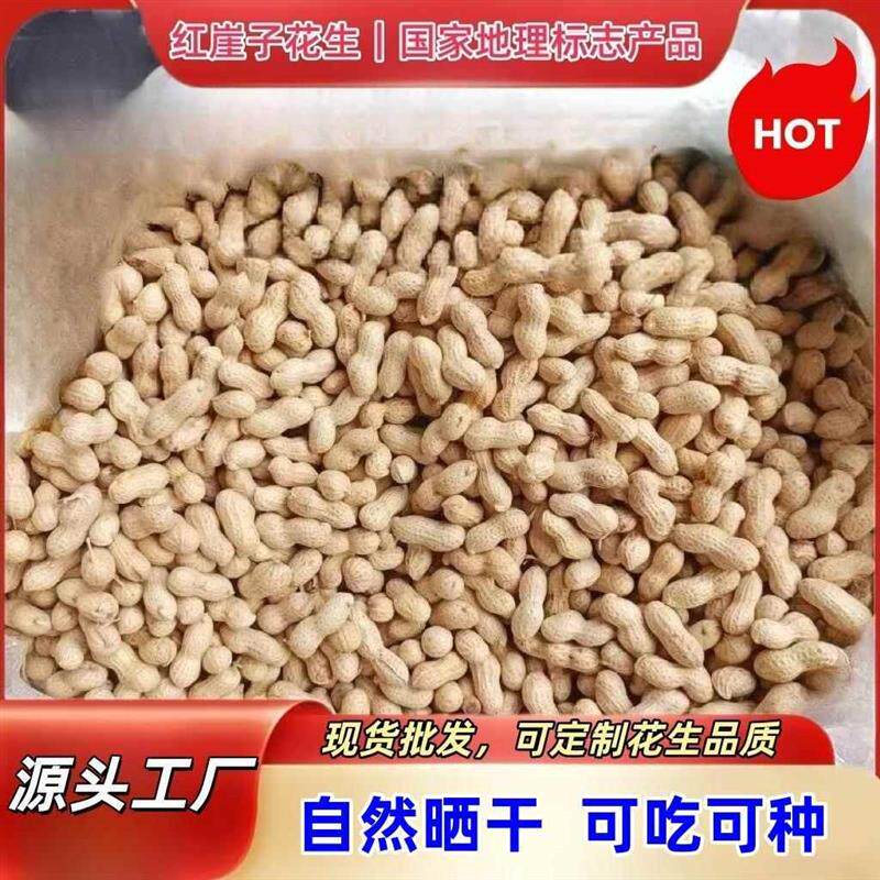 生花生带壳东北小珍珠晾晒