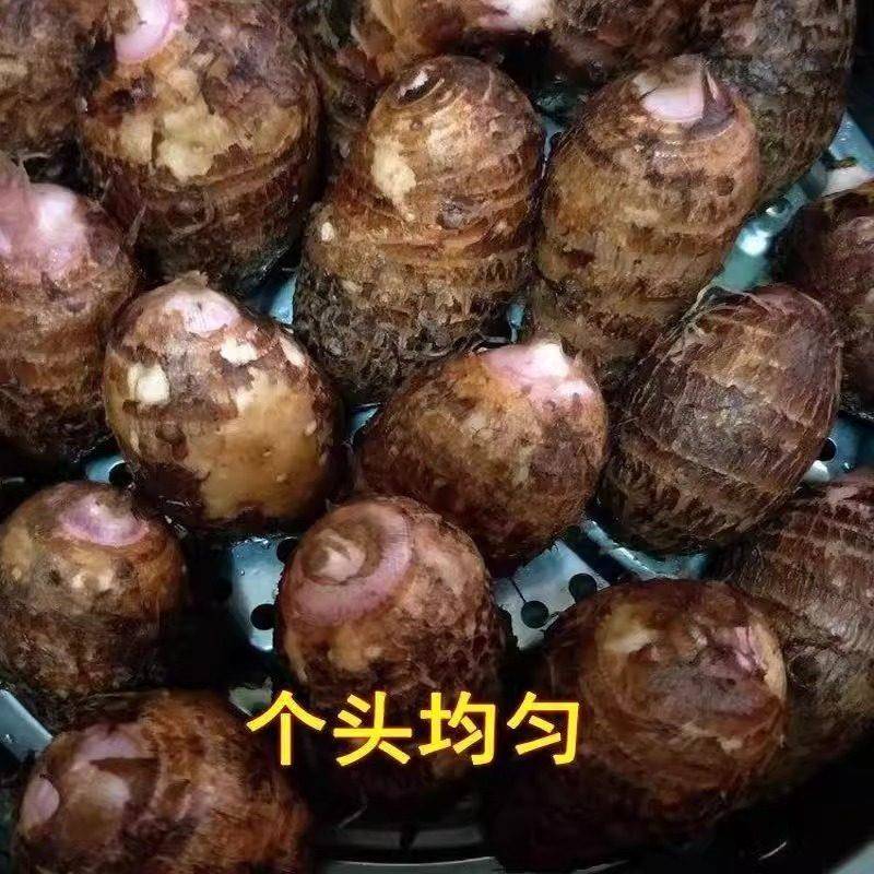 广西红芽小芋头粉糯香甜芋艿农家自种荔浦红芽芋头小芋头现挖现发