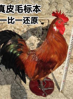 家禽标本模型制作大公鸡标本真母鸡土鸡笨鸡羽毛原鸡道具影视摆件