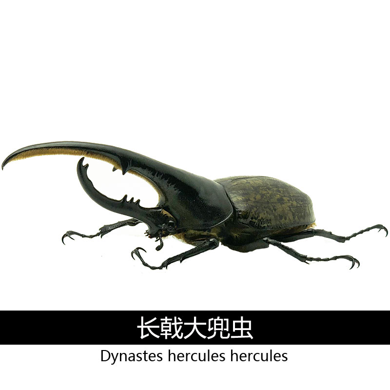 长戟大兜虫 独角兽龙宠物甲虫成虫幼虫巨型超大个体毛Z象南洋战神