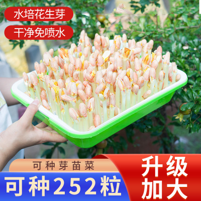 新款花生盘黑盖遮光无土栽培芽苗菜水培I种植神器专用发豆芽育苗