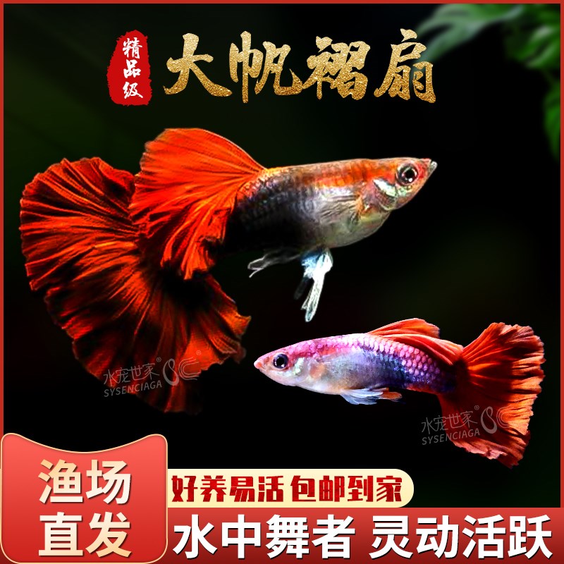 孔雀鱼精品大帆褶扇纯种孔雀观赏鱼胎生鱼热带淡水小型鱼凤尾群游