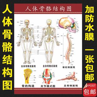 脊柱相关疾病示意图 人体骨骼结构挂图海报 人体解剖海报骨科挂画