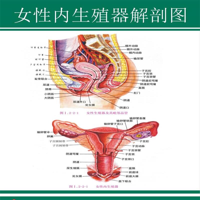 女性生殖系统图男女泌尿生殖器解剖图医学人体生殖系统挂图墙贴纸