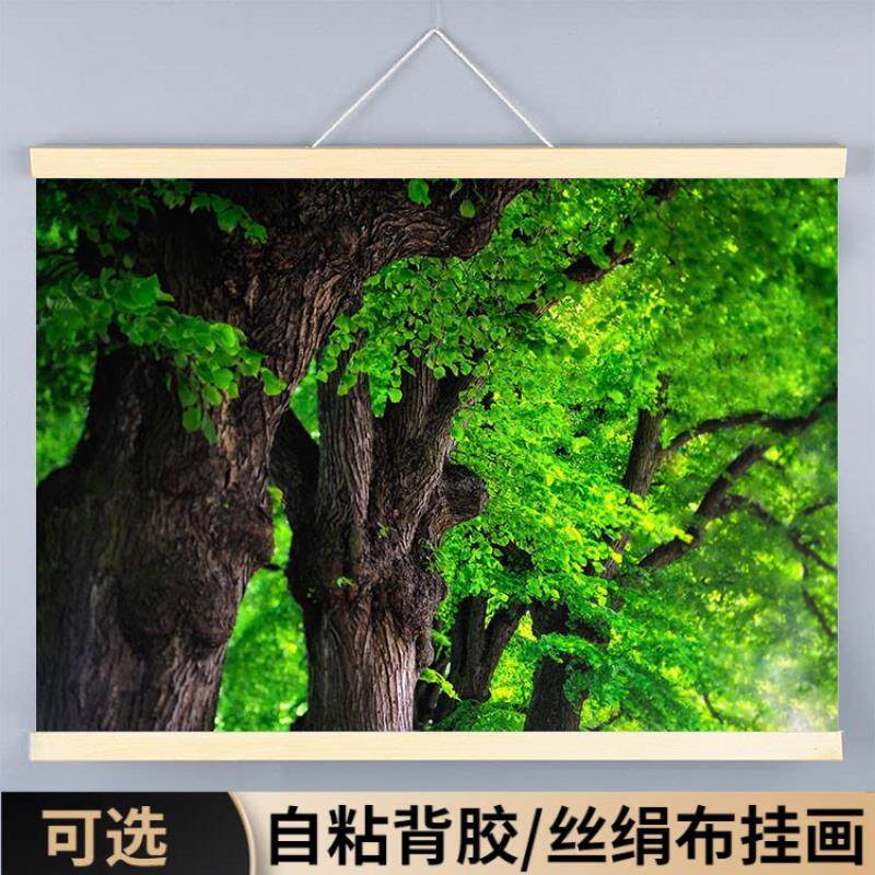 树林树木海报装饰挂画绿色绿树大树墙贴仙境壁画风水唯美壁纸风景