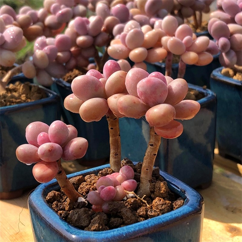 丸叶亚美桃蛋e 多头群生老桩 精品多肉植物桃之卵粉糖果冻色 多肉