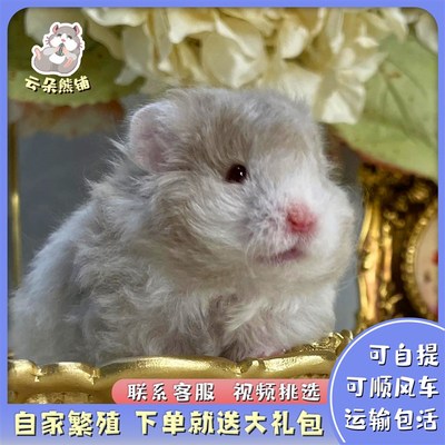 家养金丝熊超级可爱长毛波u利纹巨型仓鼠金丝熊活物下单就送大礼