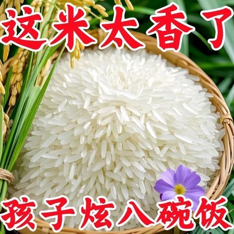 5斤正宗猫牙米长粒香米晚稻新米丝苗米煲仔蛋炒饭超长2.5KG大米