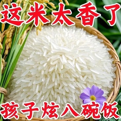 5斤正宗猫牙米长粒香米晚稻新米丝苗米煲仔蛋炒饭超长2.5KG大米