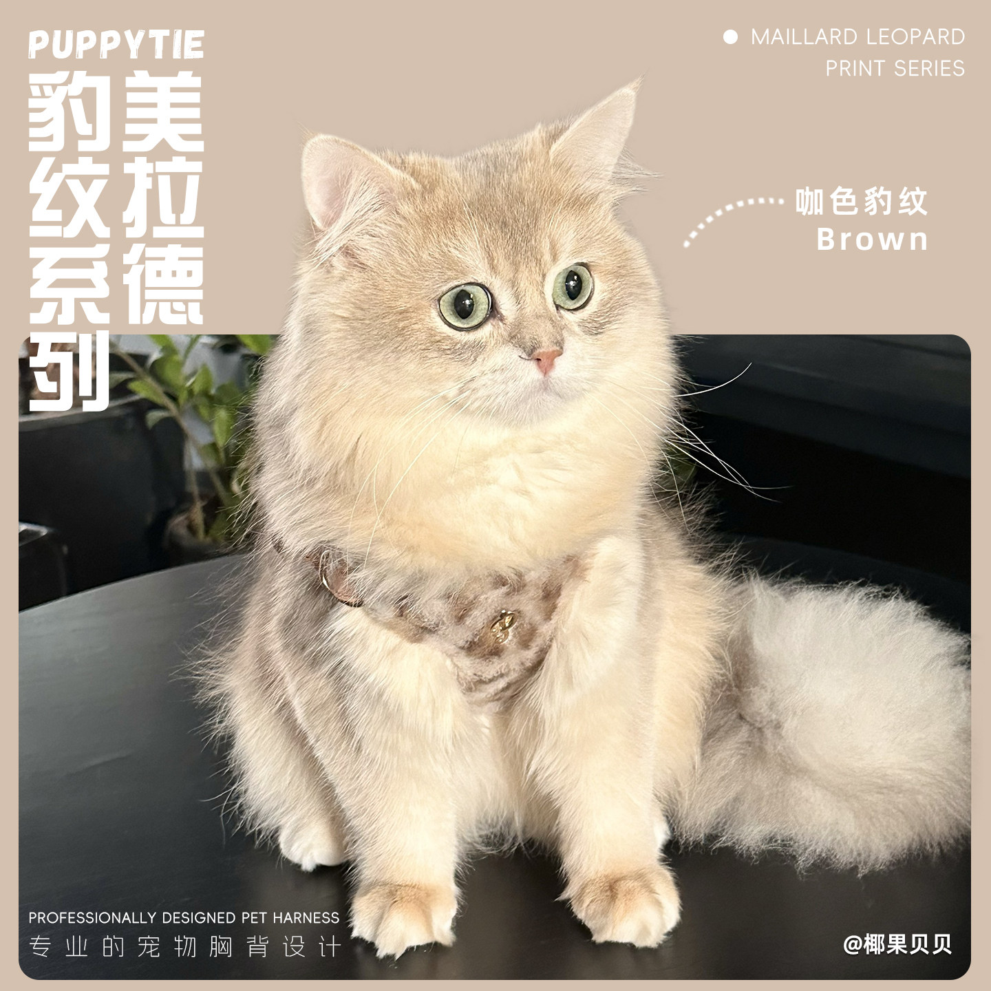 puppytie猫咪牵引绳胸背带小猫外出可调节不勒脖豹纹遛猫绳背心式,宠物/宠物食品及用品,猫牵引绳,淘宝优惠券,粉丝福利购,淘宝优惠卷